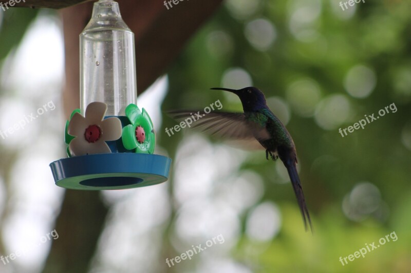 Hummingbird Bird Nature Wings Free Photos