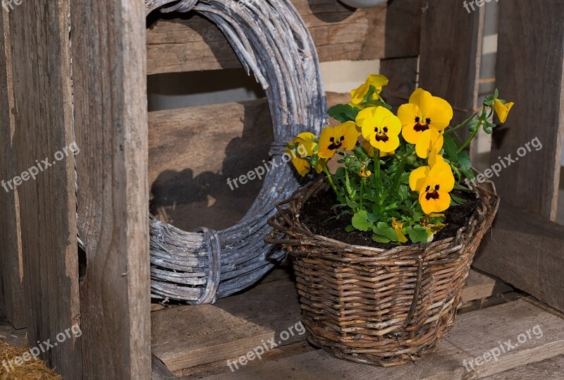 Planting Basket Pansy Yellow Spring Bloom