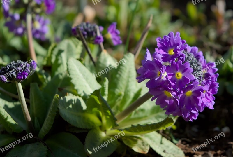 Spring Primrose Plant Blossom Bloom