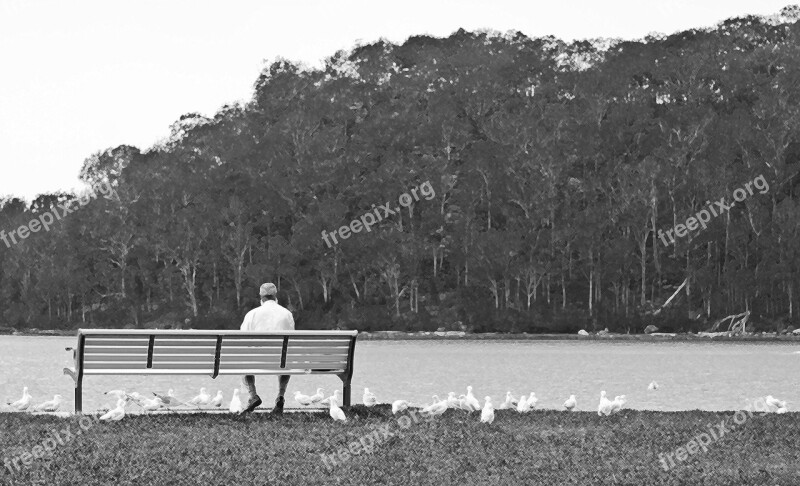 Man Bench Gulls Trees Water