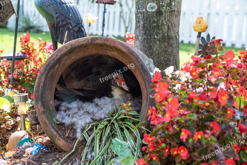 Duck Farm Hatching Eggs Free Photos