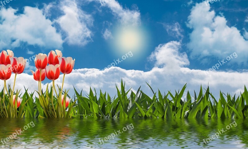 Nature Tulips Flowers Spring Flower