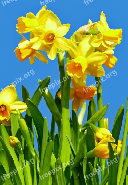 Nature Plant Flowers Daffodils Light