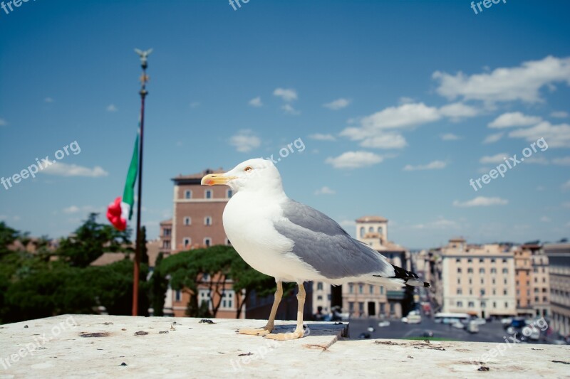 Seagulls Rome Venice Square Ancient City Italy