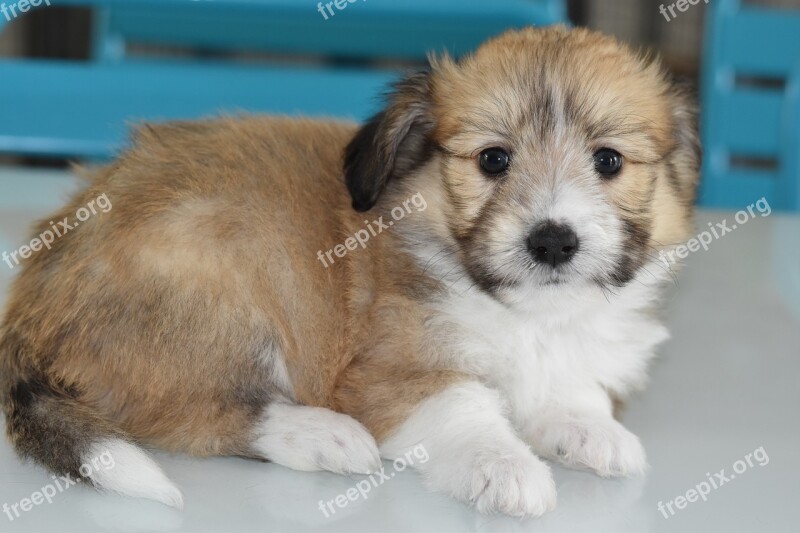 Puppy Dog Pup Puppy Lying Down Brown