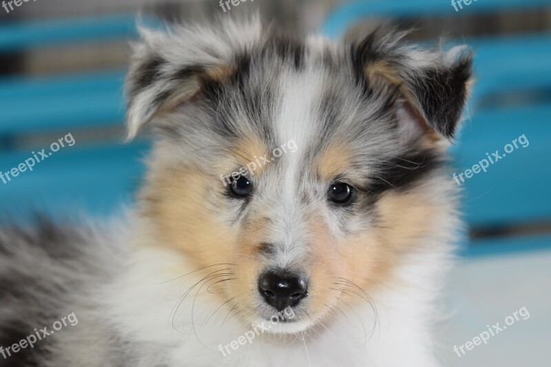 Dog Puppy Puppy Shetland Sheepdog Portrait Of Shetland Sheepdog Tenderness