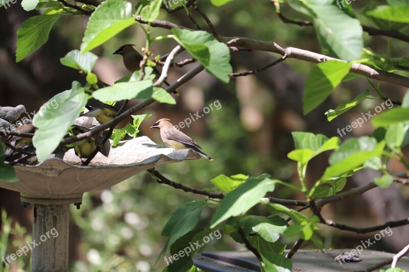 Bird Wildlife Cedar Wax Wing Fig Tree Bird Bath