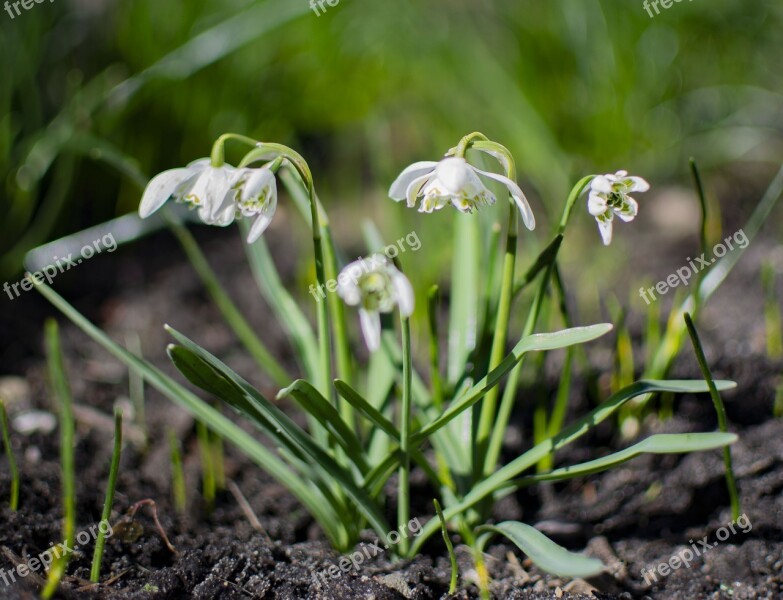 Flowers Snowdrops Spring Bloom Garden