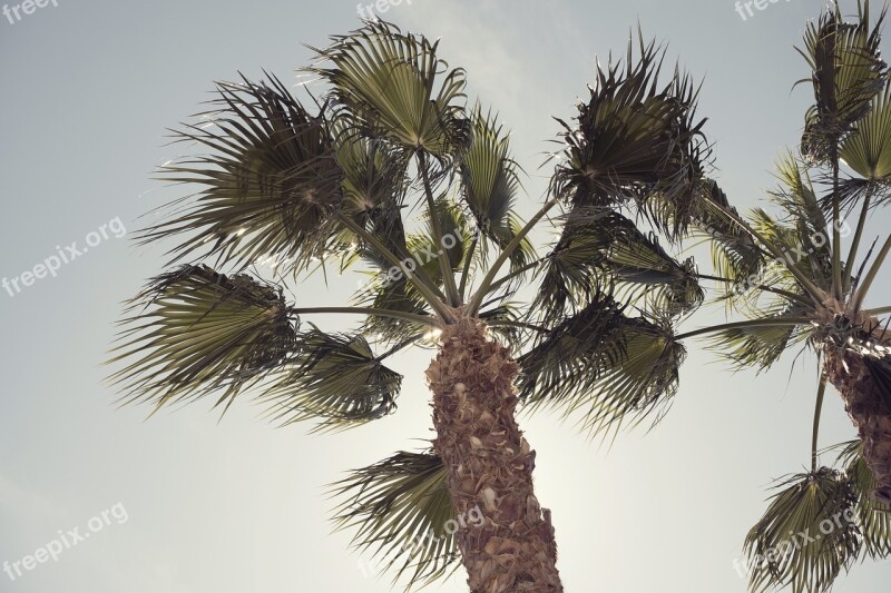 Palm Tree Blue Sky Tropical Summer Exotic