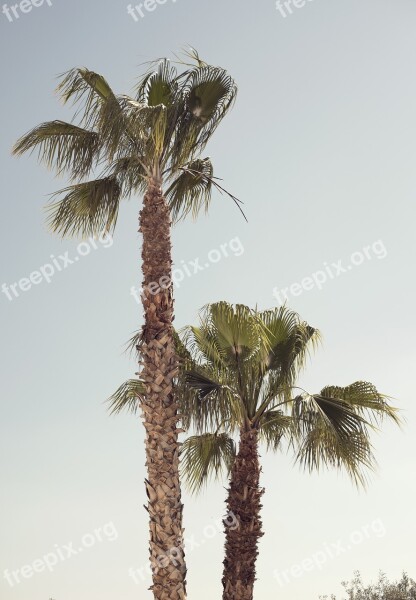 Palm Tree Blue Sky Tropical Summer Exotic