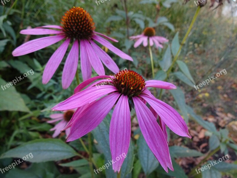 Coneflower Purple Flower Blossom Bloom