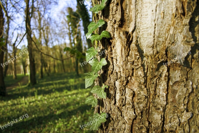 Ivy Tree Nature Bark Wood