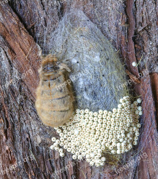 Moth Vapourer Female Wingless Eggs