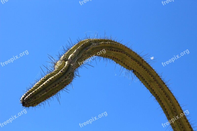 Cactus Plant Nature Succulent Flora