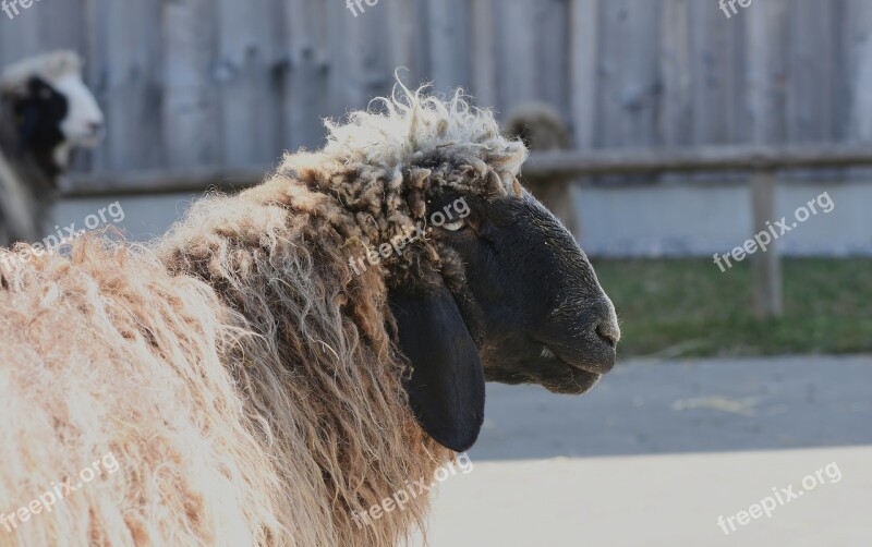 Sheep Wool Animal Meadow Nature