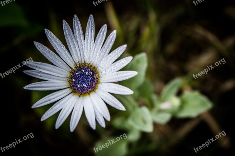 Flower Beauty Flowers Beautiful Nature