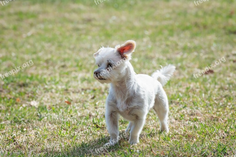 Dog White Small Meadow Out