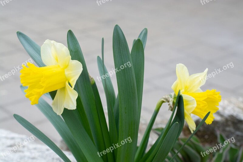 Daffodils Yellow Flowers Garden In The Garden