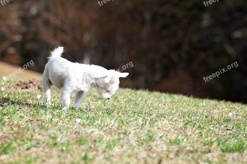 Dog White Out Meadow Mouse Hole