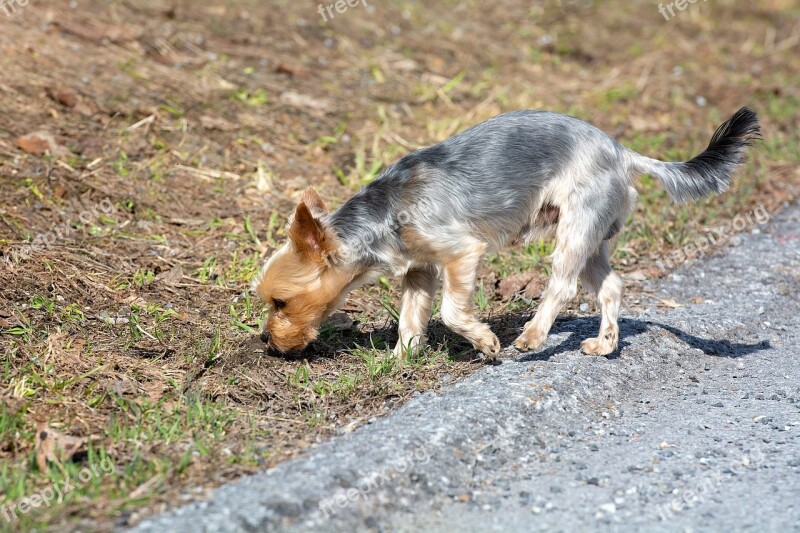 Dog Small Out Nature Sniffing