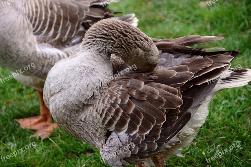 Goose Domestic Goose Animal Poultry Plumage