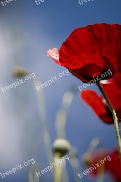 Papaver Rhoeas Flower Nature Red Plant