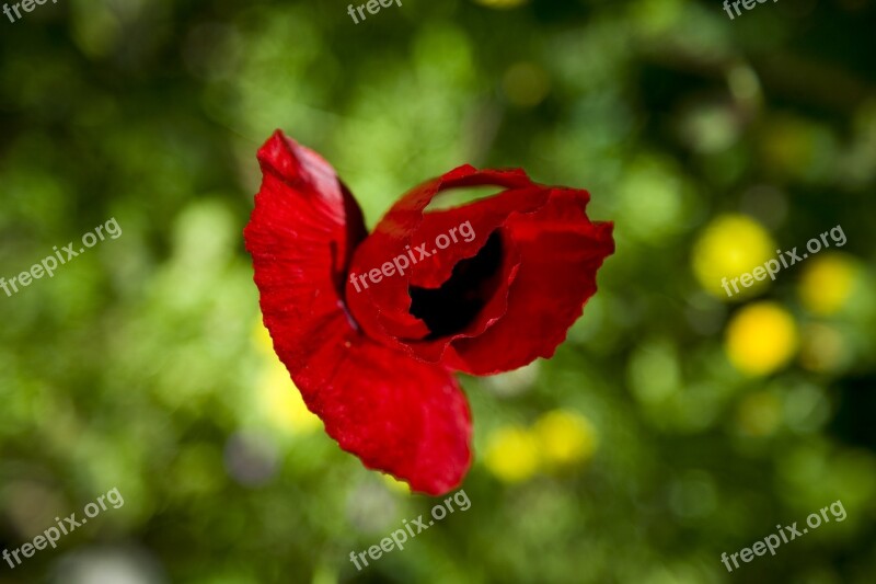 Papaver Rhoeas Flower Nature Red Plant