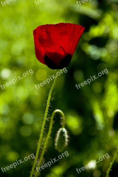 Papaver Rhoeas Flower Nature Plant Spring