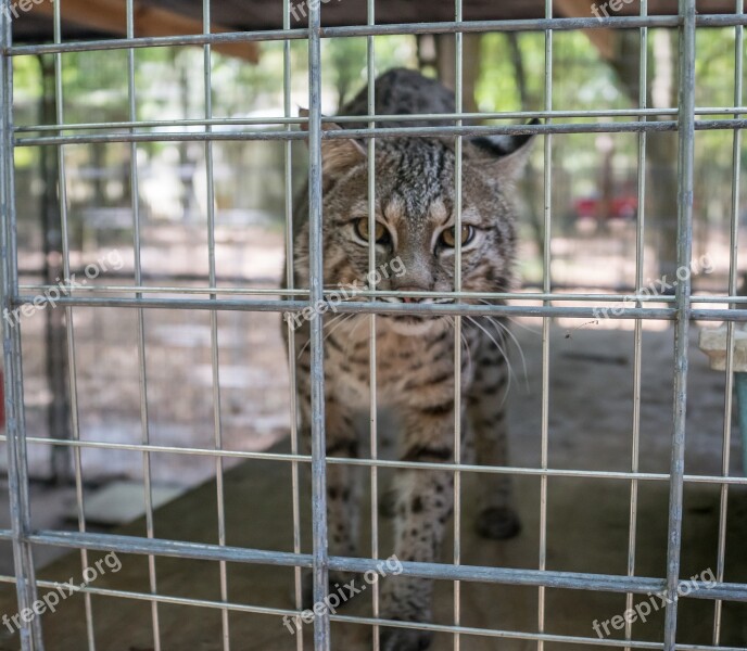 Serval Big Cat Rescue Sanctuary Wild Animal