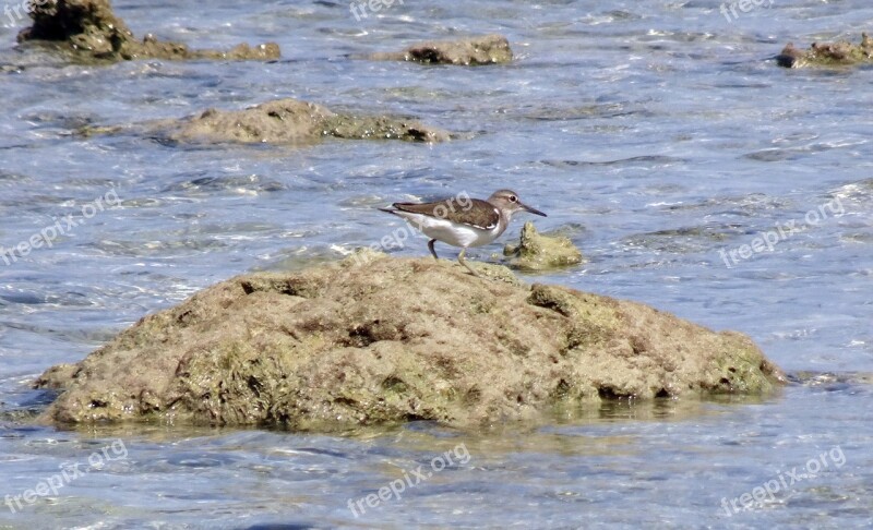 Bird Sandpiper Common Sandpiper Actitis Hypoleucos Palearctic Wader