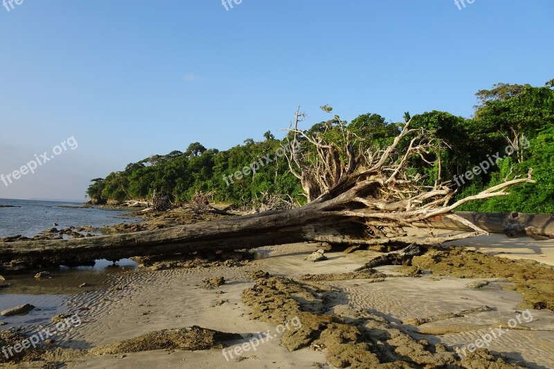 Beach Sea Wandoor Log Tree