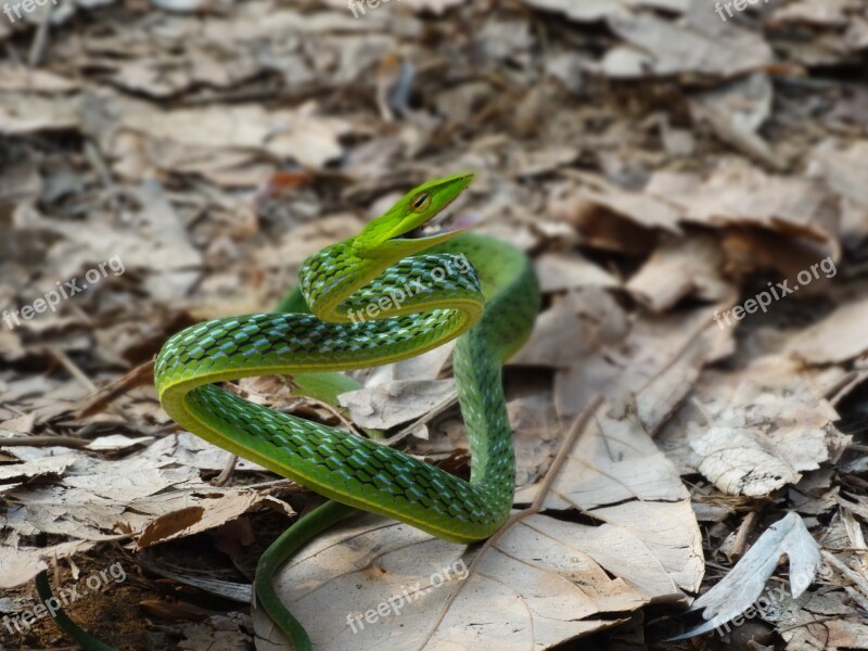 Snake Green Vine Snake Reptiles Ahaetulla Nasuta Long-nosed Whip Snake