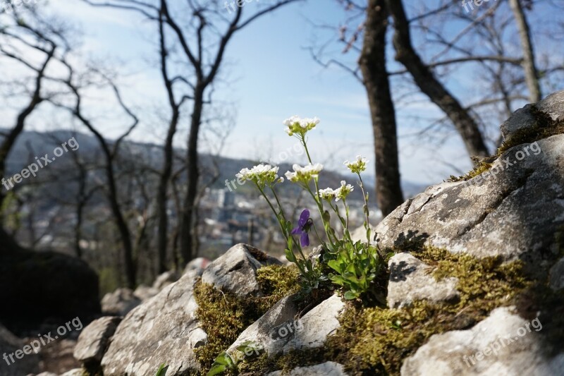 Flower Spring Mountain Baden Swiss