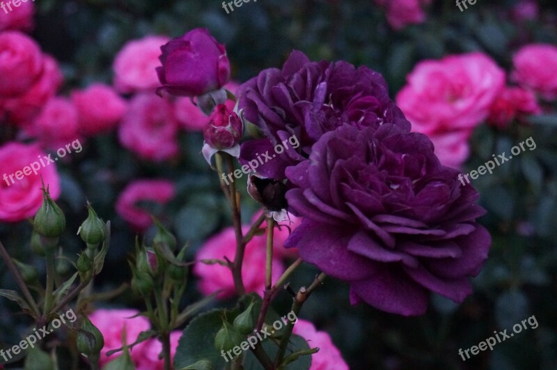 Flowers Rose Purple Nature Bloom