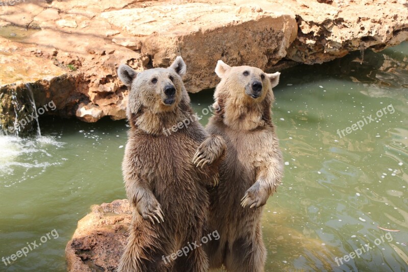 Grizzli Ours Zoo Bêtes Animaux