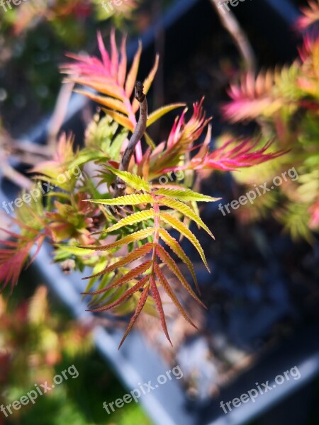 Japanese Maple Maple Plant Spring Nature