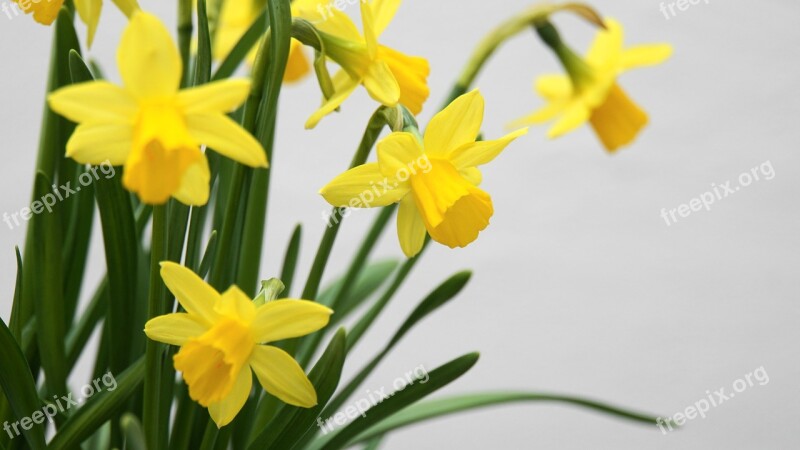 Osterglocken Daffodils Spring Easter Flowers