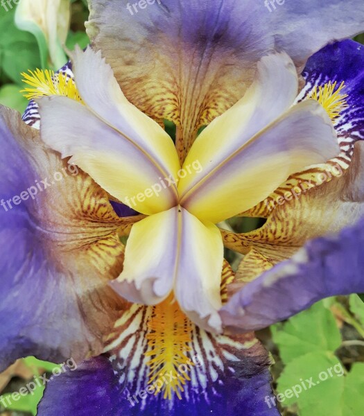 Blossom Bloom Close Up Nature Flower