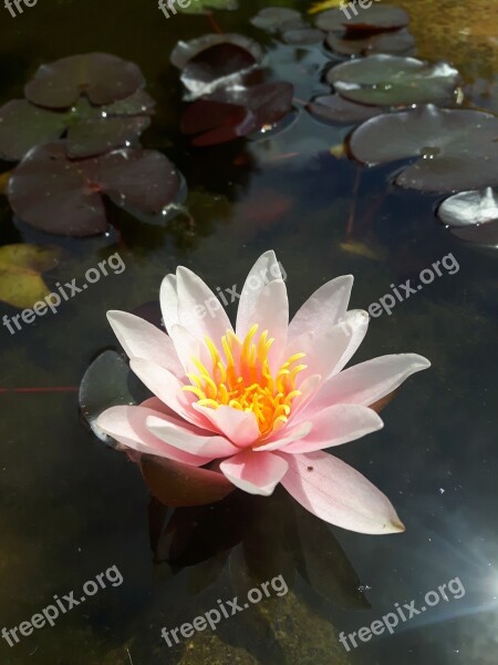 Water Lily Blossom Bloom Pond Bloom