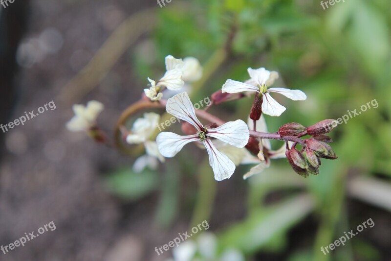 Salad Rocket Flowers Of Arugula Garden Flowering