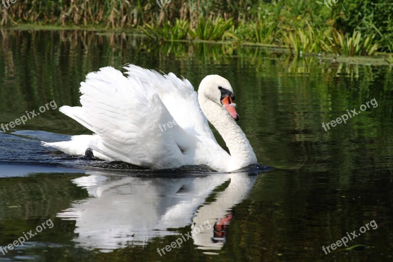 Swan Lake White Free Photos