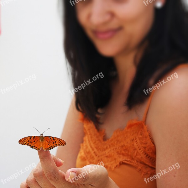 Brunette Butterfly Brazil Colorful Insect