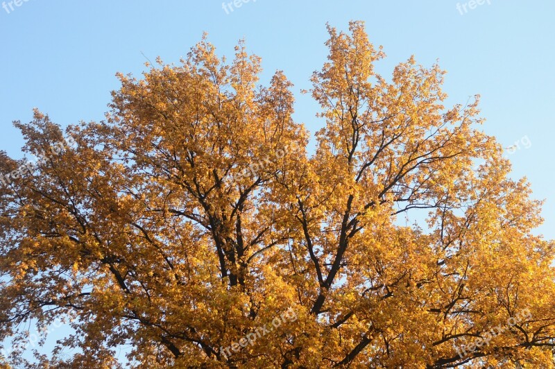 Natural Tree Wood Autumn Landscape Free Photos