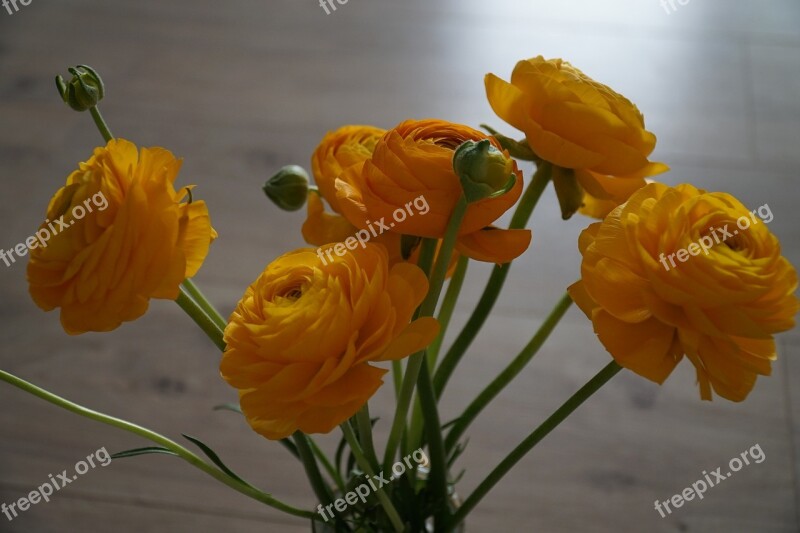 Buttercup Flowers Flower Spring Plant