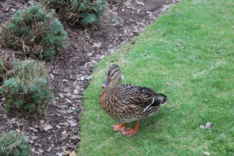 Canard Nature Animal Bird Water