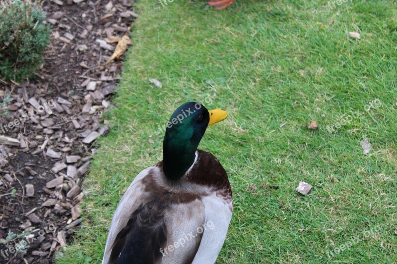 Canard Nature Animal Bird Water