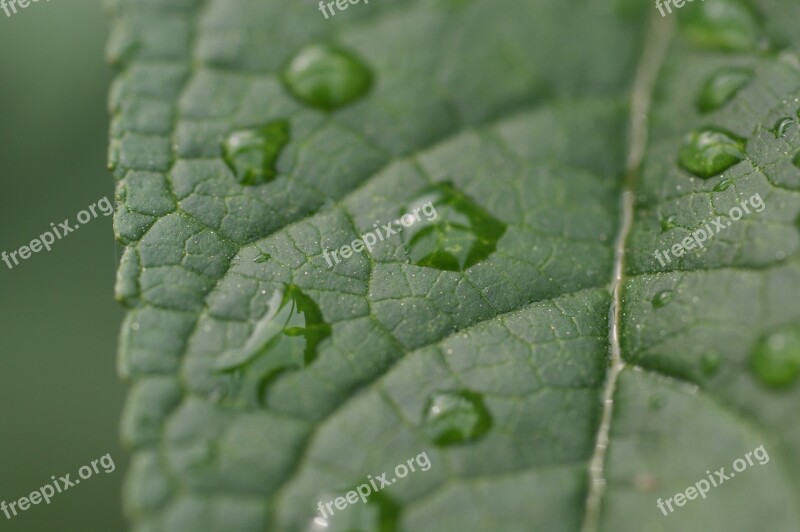 Leaf Drop Of Water Green Drip Nature