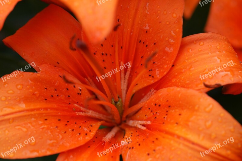 Blossom Bloom Orange Flower Plant