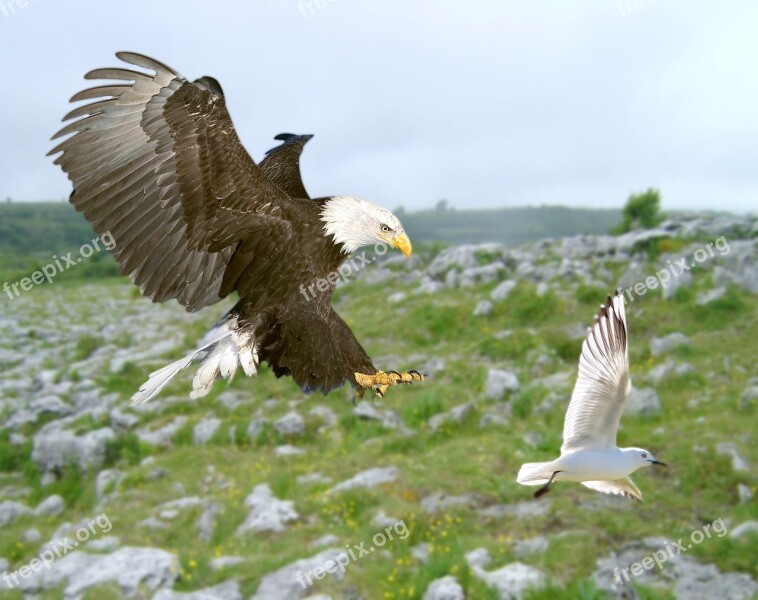 Bird Eagle Bald Eagle Seagull Hunting