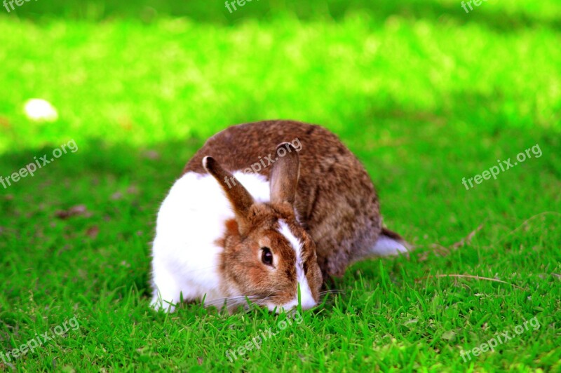 Rabbit Animal Nature Easter Bunny